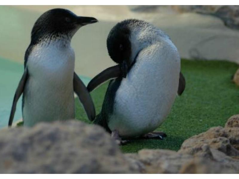 121 Parkin Street, Rockingham WA 6168