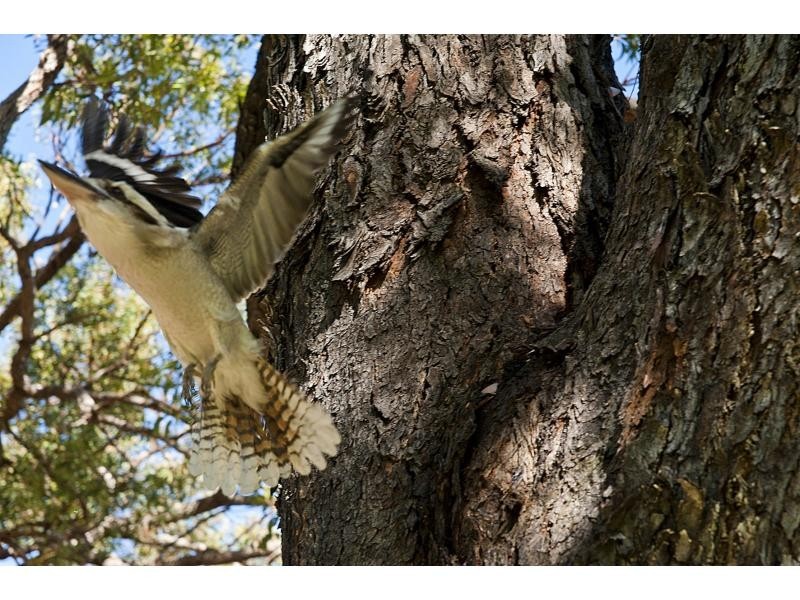 7 Stevens Street, Daglish WA 6008