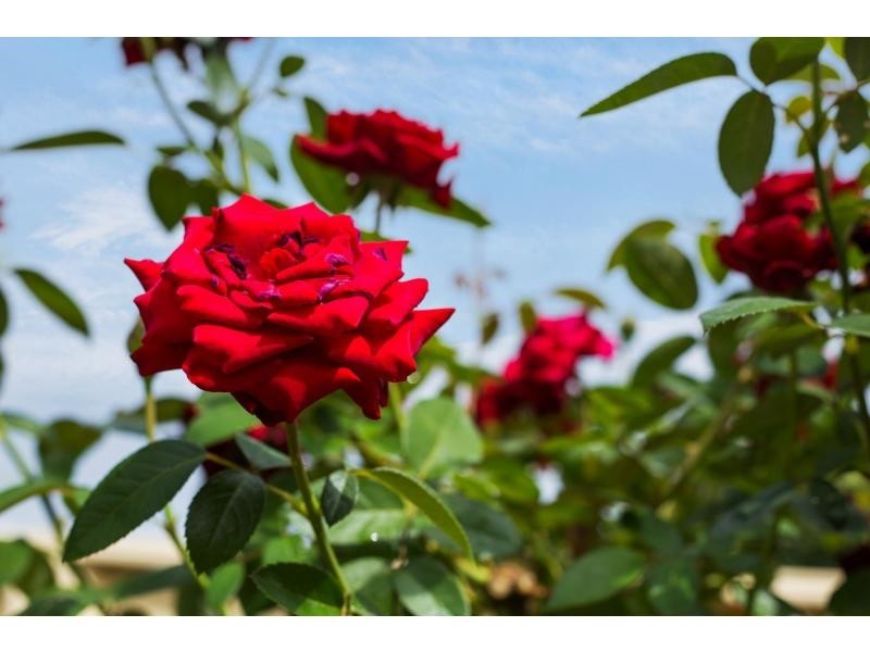 30 Gribble Road, Gwelup WA 6018