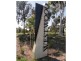 Lot 8 The Avenue, Athol Park SA 5012
