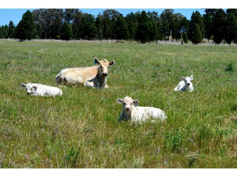 1 “Jimbelle” Golden Highway, Elong Elong NSW 2831