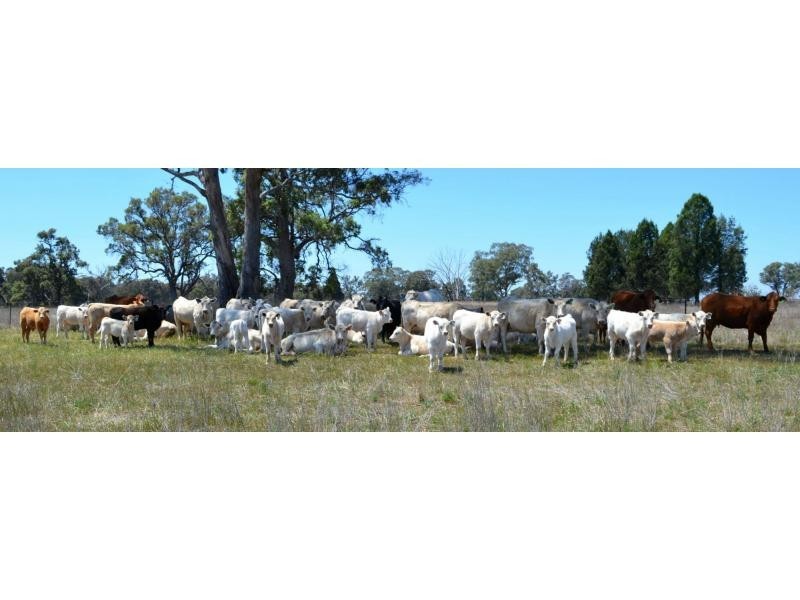 1 “Jimbelle” Golden Highway, Elong Elong NSW 2831