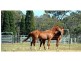 “Lynwood”  144L Goan Creek Road, Ballimore NSW 2830