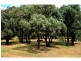 “Belmont” 71R Maiala Road, Eumungerie NSW 2831