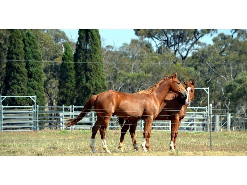 “Lynwood”  144L Goan Creek Road, Ballimore NSW 2830