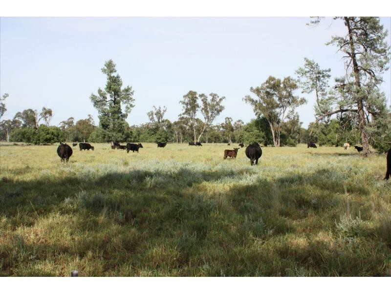 2370 Gungalman Road, Carinda NSW 2831