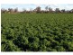 “Kurralta” 1054 Piambra Road, Binnaway NSW 2395