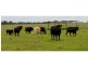 “Kurralta” 1054 Piambra Road, Binnaway NSW 2395