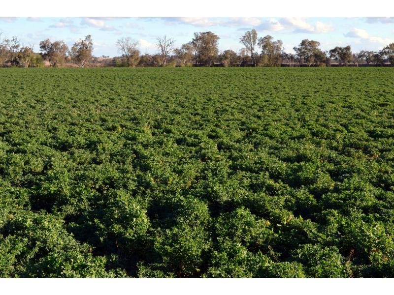 “Kurralta” 1054 Piambra Road, Binnaway NSW 2395