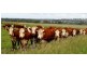 “Kurralta” 1054 Piambra Road, Binnaway NSW 2395