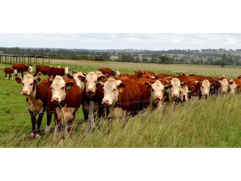 “Kurralta” 1054 Piambra Road, Binnaway NSW 2395