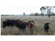 “Greandark” Lot 5 DP754965, Purlewaugh NSW 2357