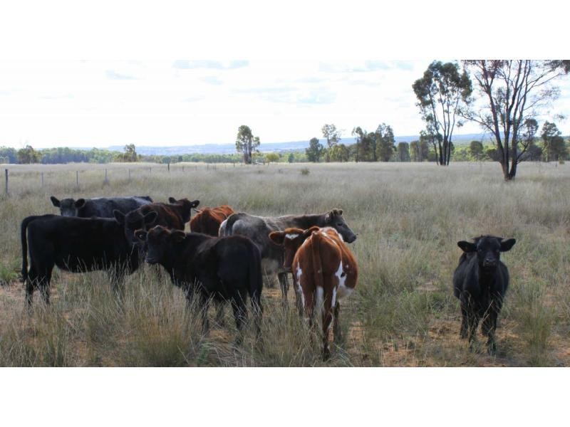 “Greandark” Lot 5 DP754965, Purlewaugh NSW 2357
