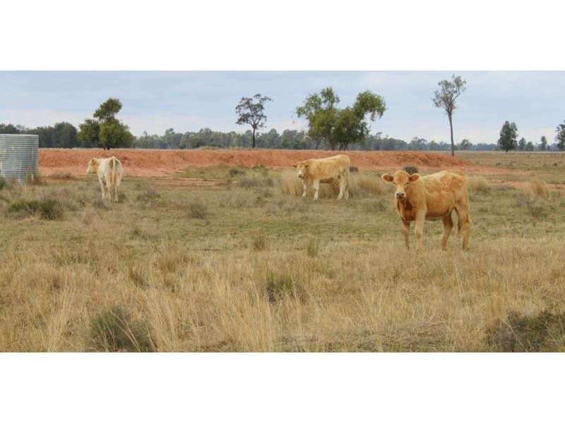 “Alora” Kenebri, Kenebri NSW 2396