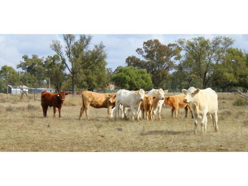 “Alora” Kenebri, Kenebri NSW 2396