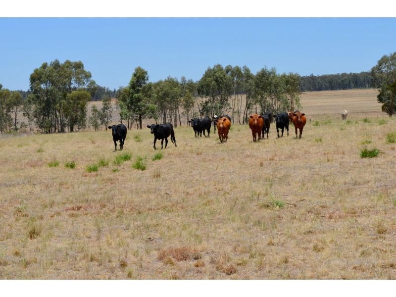 “Pineleigh” 130R Goan Creek Road, Ballimore NSW 2830