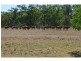 “Pineleigh” 130R Goan Creek Road, Ballimore NSW 2830