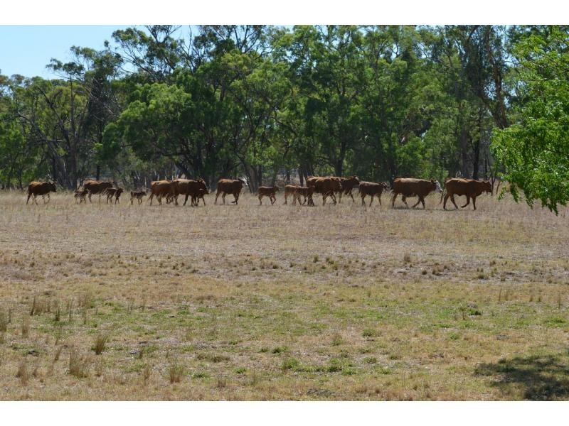 “Pineleigh” 130R Goan Creek Road, Ballimore NSW 2830