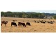 “The Pinnacle” 180L Mendooran Road, Dubbo NSW 2830