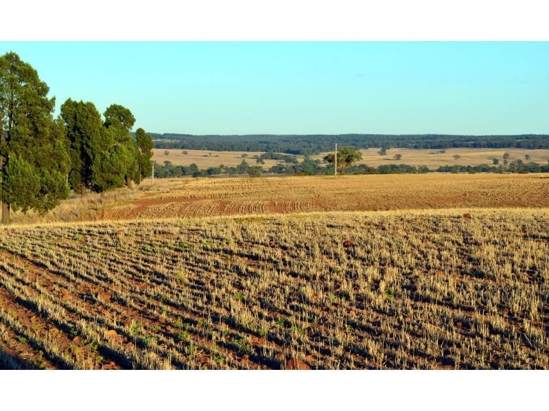 “Pine Park” &”Ewetopia” Boomley Road, Elong Elong NSW 2831