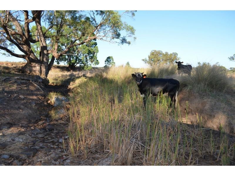 “Pine Park” &”Ewetopia” Boomley Road, Elong Elong NSW 2831