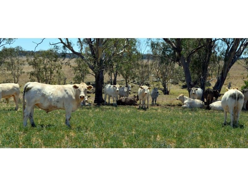 Dunedoo NSW 2844