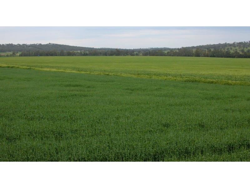 “Maybrook” 648 River Road, (Ponto Area), Geurie NSW 2831
