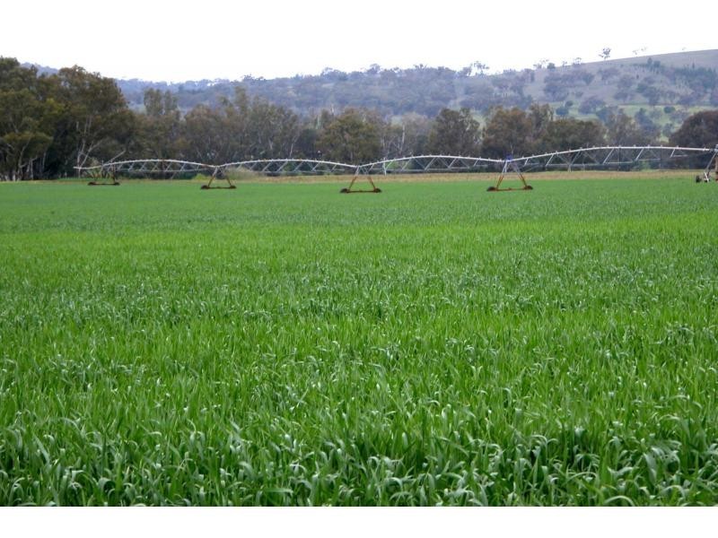“Maybrook” 648 River Road, (Ponto Area), Geurie NSW 2831