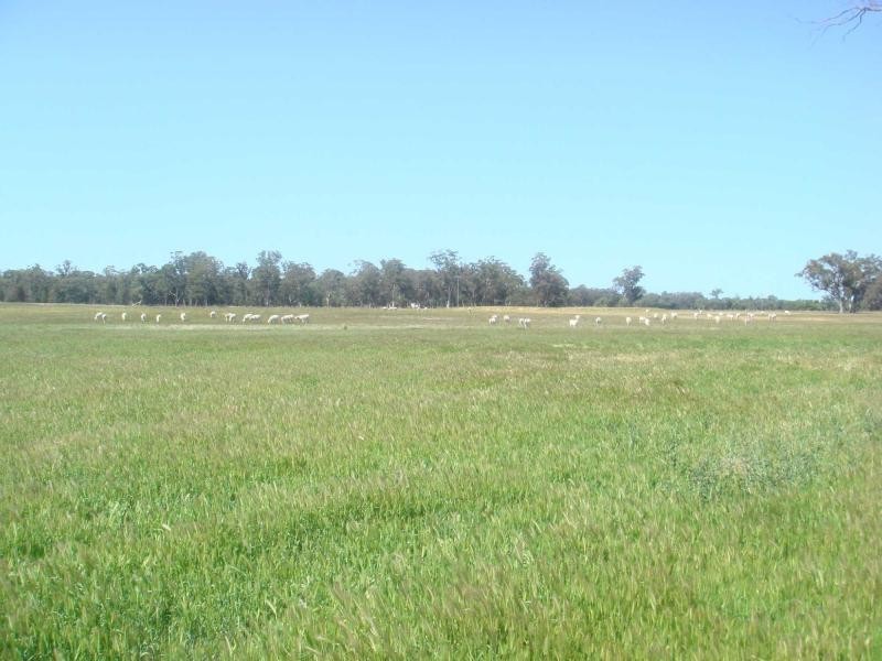 3418 Castlereagh Highway, Gilgandra NSW 2827