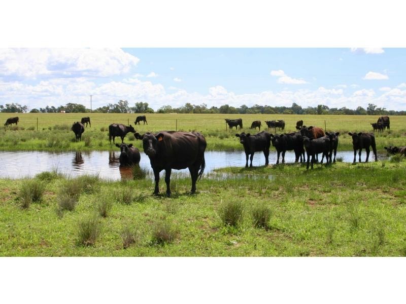 1159 Castlereagh Highway, Mendooran NSW 2842