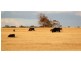 Lot 1 Riverview Road, Gilgandra NSW 2827