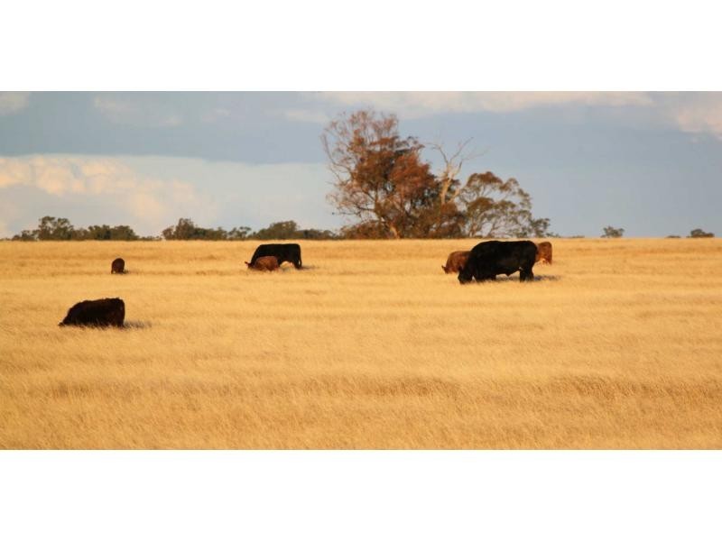 Lot 1 Riverview Road, Gilgandra NSW 2827