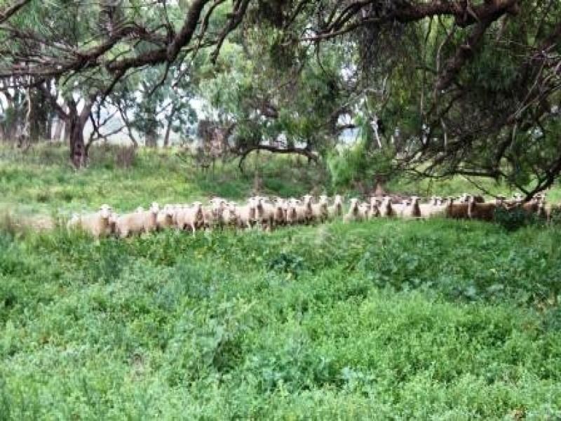 ‘Bridgeview’ Golden Highway, Dubbo NSW 2830