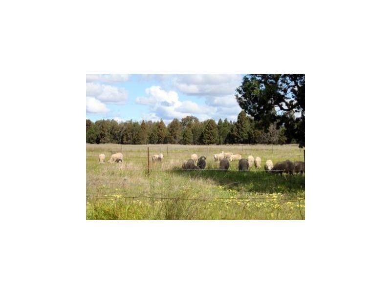 “The Grange” Eura Forest Road, Balladoran NSW 2831