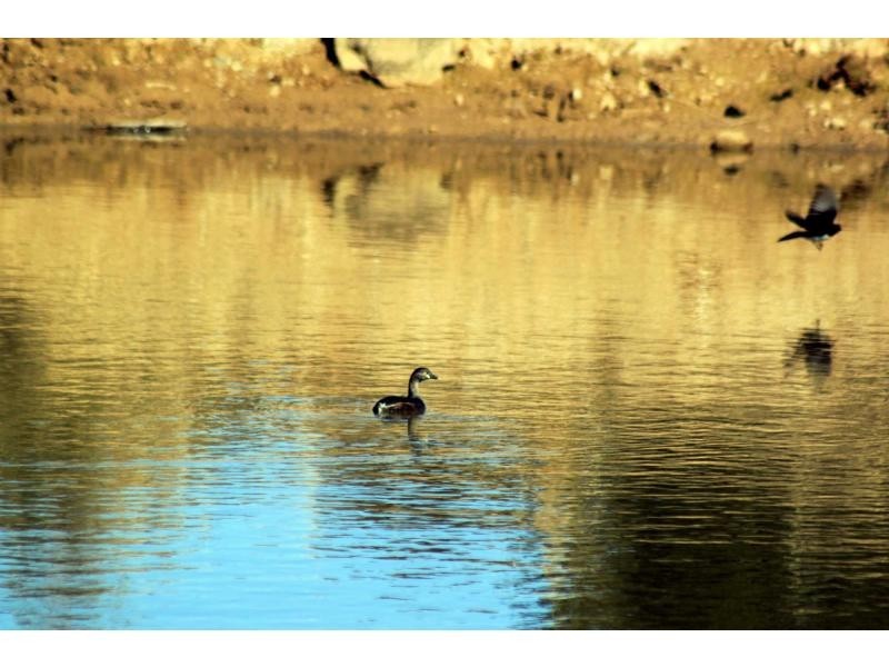 ‘Nullen’ 32 Jackrenshaw Parkway, Tooraweenah NSW 2831