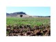 ‘Nullen’ 32 Jackrenshaw Parkway, Tooraweenah NSW 2831