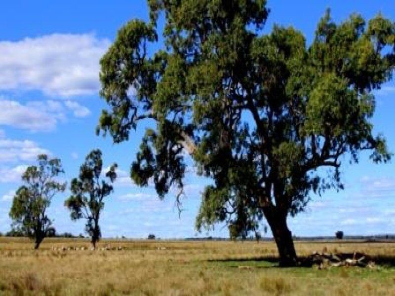 “Pinedale” ., Breelong NSW 2827