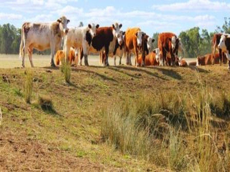 “Pinedale” ., Breelong NSW 2827