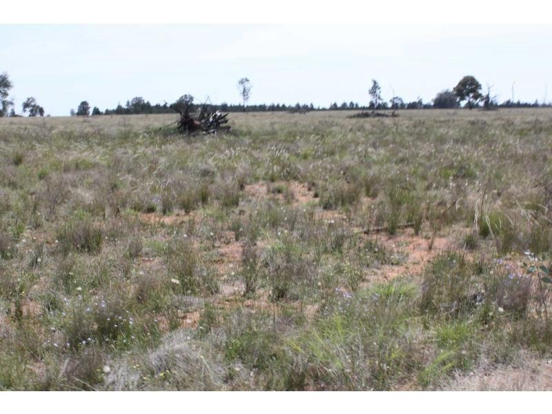 Biddon NSW 2827