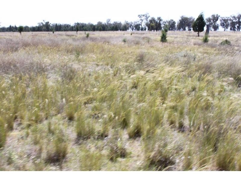 Biddon NSW 2827