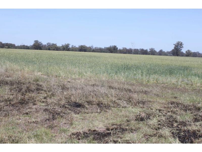 Biddon NSW 2827