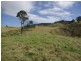 Firefly NSW 2429