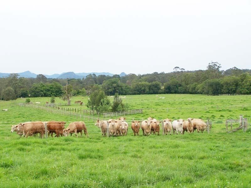 Cedar Party NSW 2429