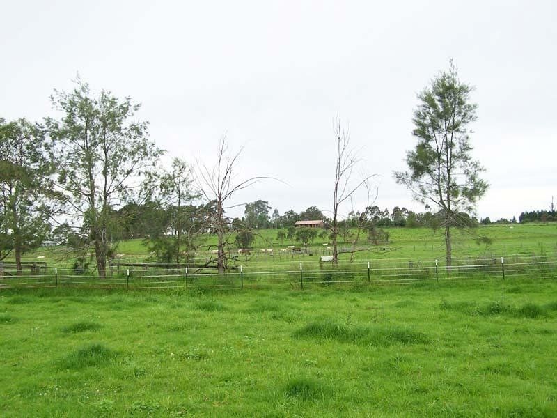 Cedar Party NSW 2429