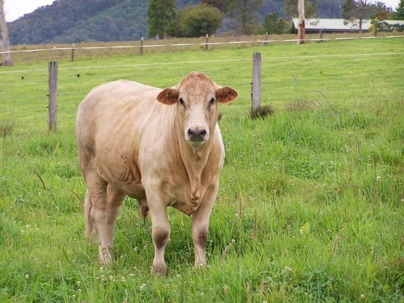 Cedar Party NSW 2429