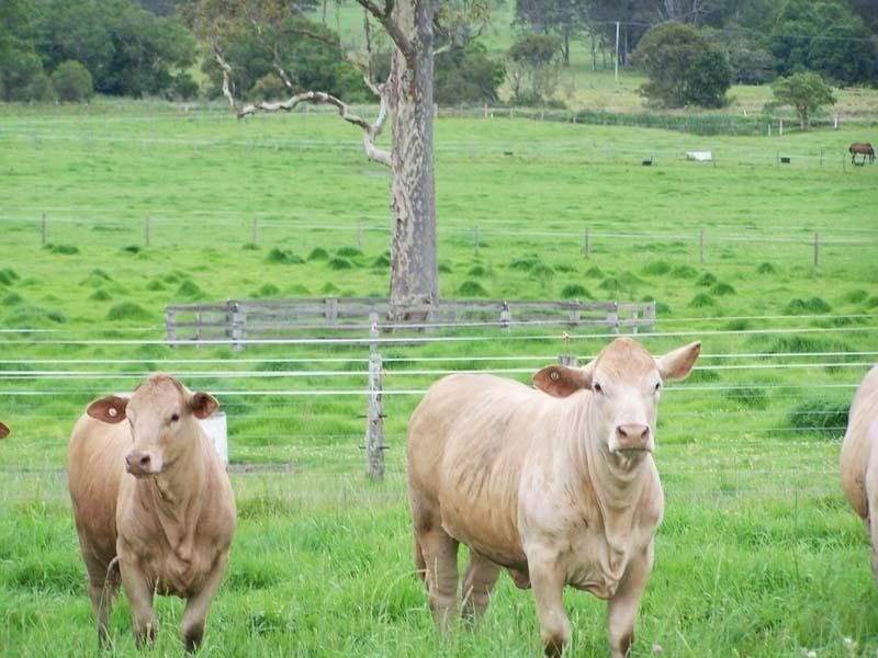 Cedar Party NSW 2429