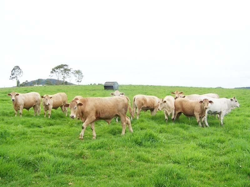 Cedar Party NSW 2429