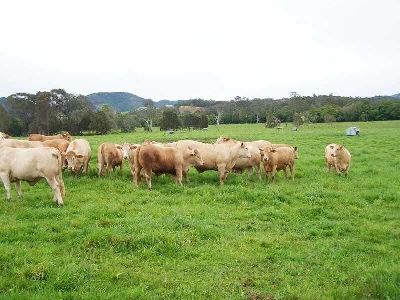 Cedar Party NSW 2429