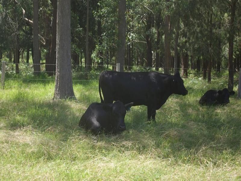 Lot 190 Central Lansdowne Road, Lansdowne NSW 2430