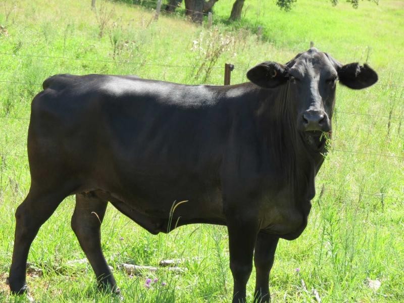 Lot 209, 5691 The Bucketts Way, Burrell Creek NSW 2429